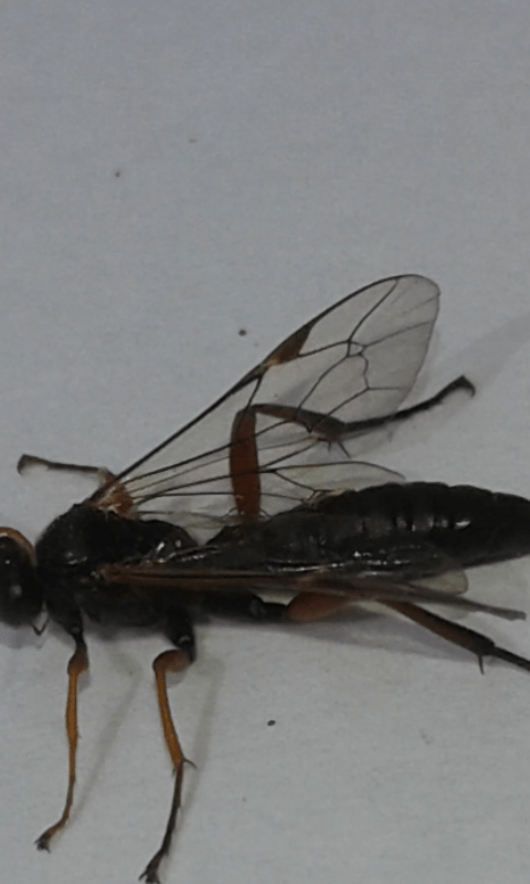 Ichneumonidae : Pimpla sp.? S